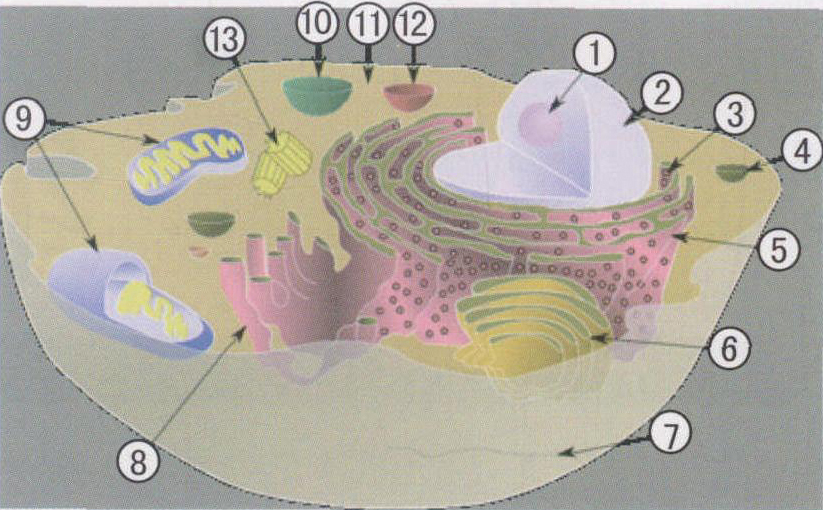 图1-1 细胞超微结构模式图